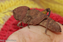 Ocnerodes fallaciosus