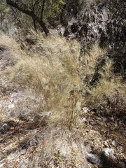 Muhlenbergia dumosa