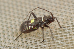 Hadrodemus