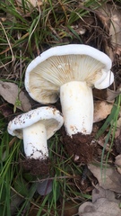 Lactifluus bertillonii