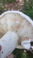 Lactifluus bertillonii