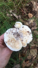 Lactifluus bertillonii