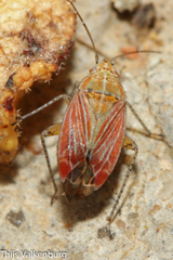 Pachyxyphus lineellus