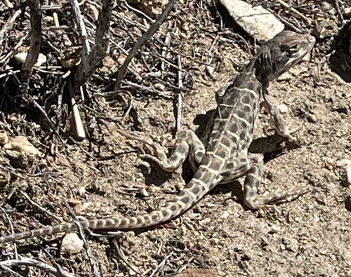 Longnose Leopard Lizard, Gambelia wislizenii
