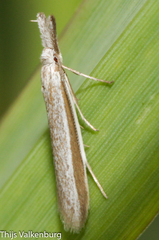Pleurota
