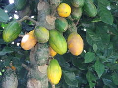 Vasconcellea cauliflora
