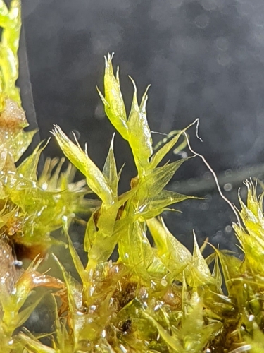 Image of Hygroamblystegium varium by no rights reserved