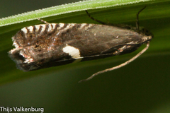 Grapholita lunulana