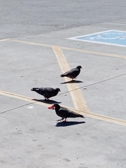Columba livia domestica