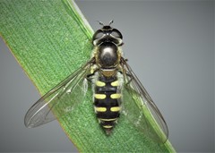 Melangyna lasiophthalma