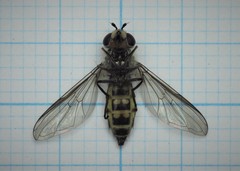 Melangyna lasiophthalma