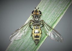 Melangyna lasiophthalma