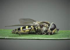 Melangyna lasiophthalma