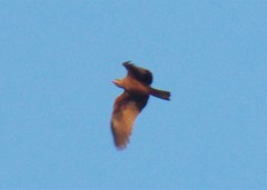 Milvus migrans migrans