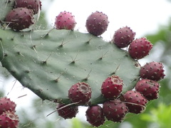 Opuntia pittieri