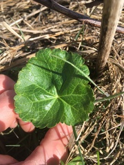 Sidalcea hendersonii