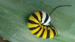 Lycorea halia cleobaea