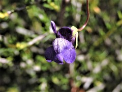 Neogaerrhinum strictum
