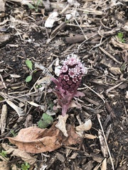 Angiospermae
