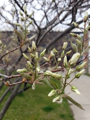 Amelanchier arborea