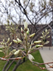 Amelanchier arborea