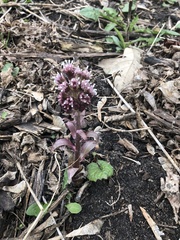 Angiospermae