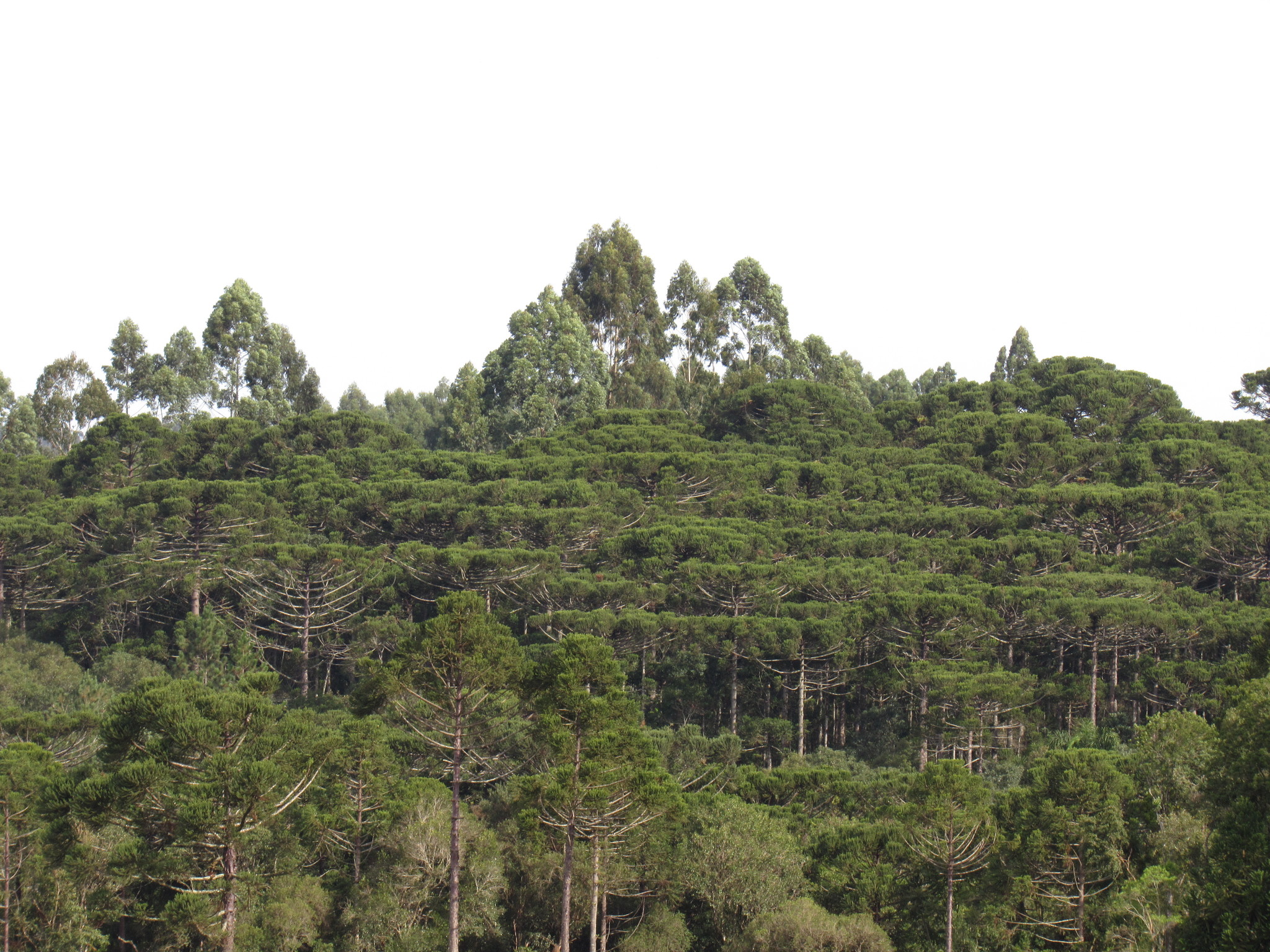 Araucaria angustifolia