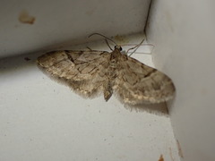 Eupithecia lanceata