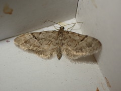 Eupithecia lanceata
