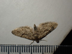 Eupithecia lanceata
