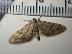 Eupithecia lanceata