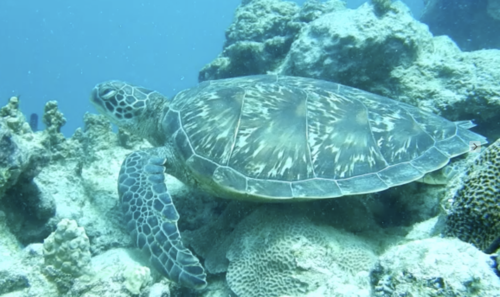 Green Sea Turtle
