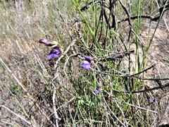 Neogaerrhinum strictum