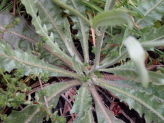 Carminda Santos, CC BY, iNaturalist via GBIF Tolpis barbata, photograph Carminda Santos, CC BY, iNaturalist via GBIF