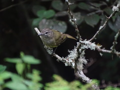 Myiopagis viridicata
