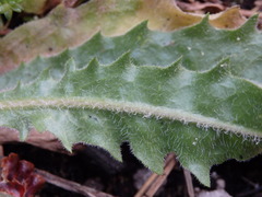 Tolpis barbata, photograph Carminda Santos, CC BY, iNaturalist via GBIF