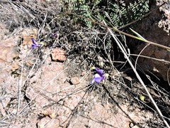 Neogaerrhinum strictum