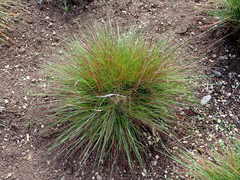 Festuca roemeri roemeri