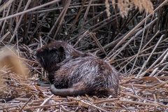 Myocastor coypus coypus