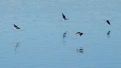 Himantopus mexicanus