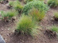 Festuca roemeri roemeri