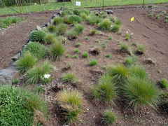 Festuca roemeri roemeri