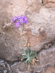 Primula specuicola