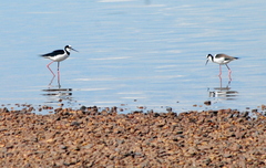 Himantopus mexicanus