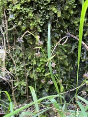 Arthropodium candidum