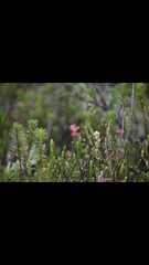 Exobasidium cassiopes