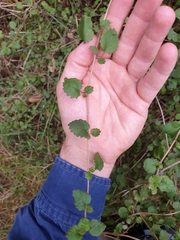 Brachyglottis sciadophila