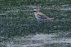 Charadrius leschenaultii