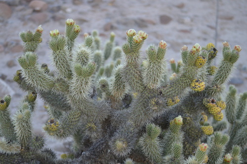 Teddybear Cholla