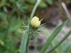 Carminda Santos, CC BY, iNaturalist via GBIF Tolpis barbata, photograph Carminda Santos, CC BY, iNaturalist via GBIF